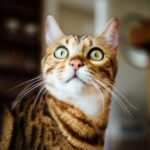 Katze