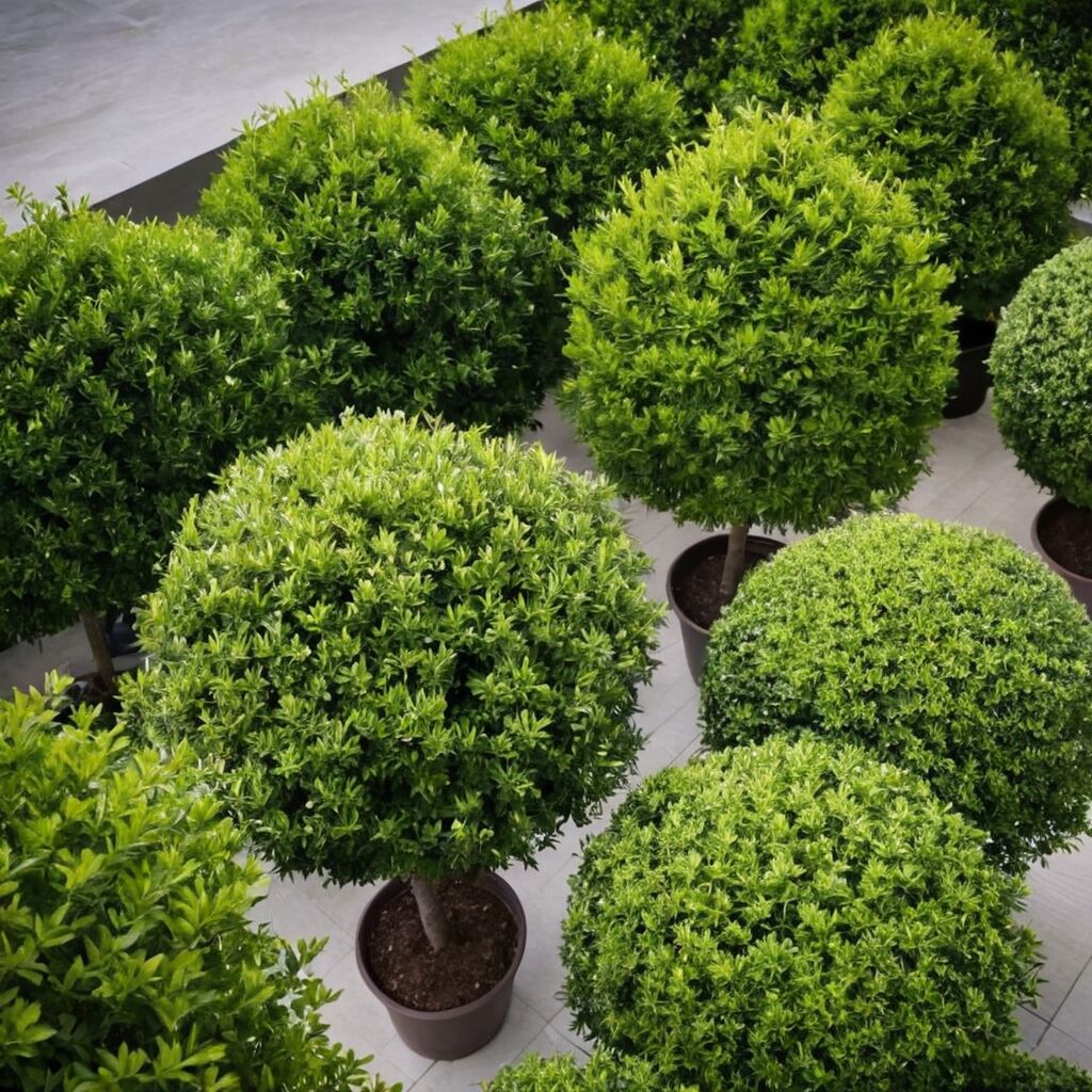 Kleine Bäume bis 3 Meter: Die besten Arten für Garten und Balkon