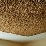 Maden an der Decke: Ursachen, Prävention und Bekämpfung im Haushalt
