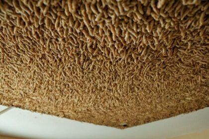 Maden an der Decke: Ursachen, Prävention und Bekämpfung im Haushalt