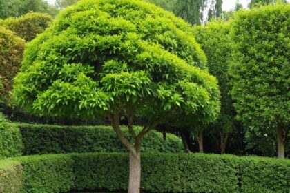 Kleine Bäume bis 3 Meter: Die besten Arten für Garten und Balkon